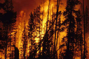 Фотография к новости: Из-за крупного лесного пожара эвакуируют жителей Японии