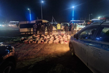 Больше ста разделанных сайгаков нашли у браконьеров в Кызылорде