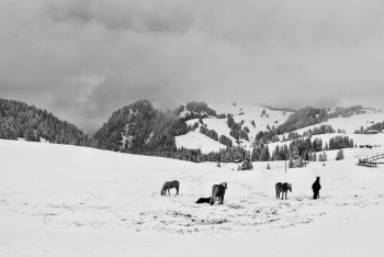 Фотография к новости: Сотрудники МЧС спасли табун лошадей в Актюбинской области