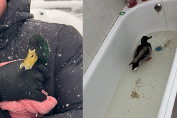 Дикие утки и лебеди залетают во дворы жилых домов в Мангистау