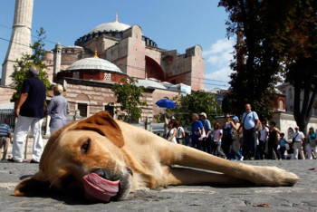 Фотография к новости: Миллионы бродячих собак уберут с улиц Турции