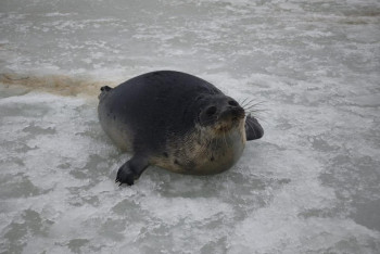 Фотография к новости: Еще 30 тюленей выбросились на берег Каспия в Мангистау