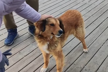 "Собака-патриот": на Шымбулаке бездомный питомец поет гимн с туристами