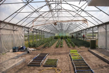 Южные садоводы вырастили тонну конопли в теплице