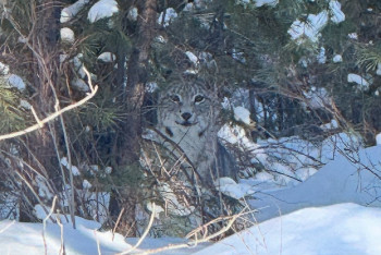 Фотография к новости: Рысь сняли на видео в Павлодарской области