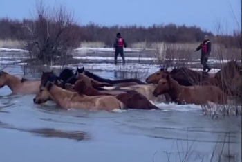 Фотография к новости: Табун лошадей спасли из реки в Актюбинской области