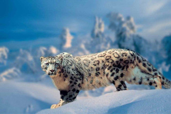 Фотография к новости: Браконьерство, ЛЭП и климат: почему численность редких животных продолжает сокращаться в Казахстане