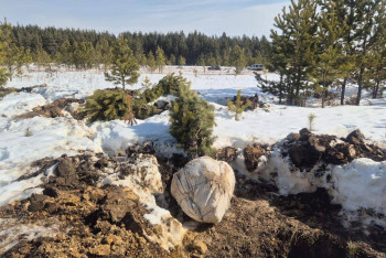 Фотография к новости: Кражу сосен обнаружили в Акмолинской области