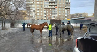 Скачущие по дороге лошади удивили водителей в Семее