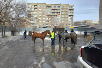 Фотография к новости: Скачущие по дороге лошади удивили водителей в Семее