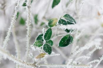 Фотография к новости: Резкое похолодание ожидается на юге Казахстана