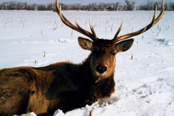 Харизматичный марал из степей СКО очаровал пользователей Сети