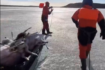 Фотография к новости: Более 600 туш мертвых сайгаков утилизировали в области Улытау