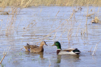 Фотография к новости: Сезон охоты начался в Карагандинской области
