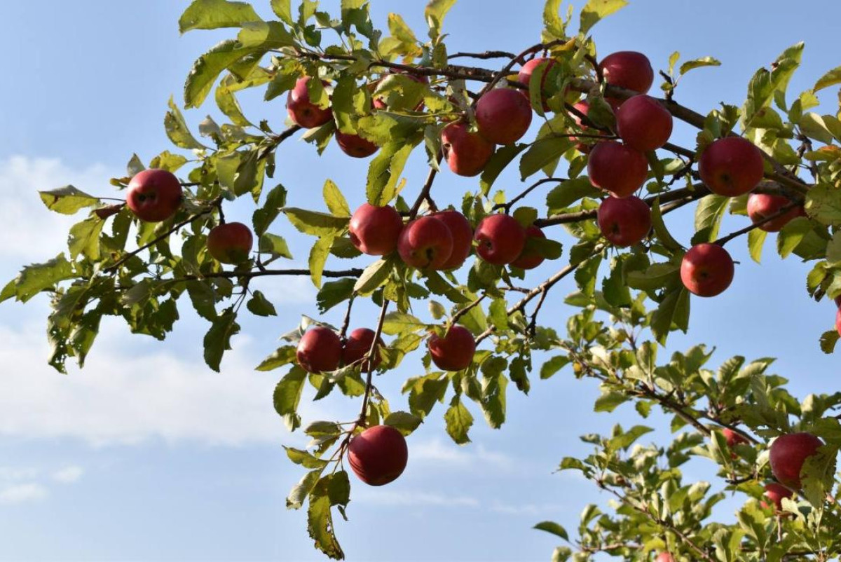 Минсельхоз РК