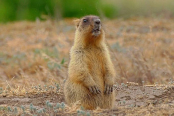 Фотография к новости: В Баянауле проснулись сурки: как лесники и обитатели нацпарка готовятся встречать гостей