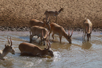 Фотография к новости: Естественный процесс: эксперты объяснили гибель сайгаков в Казахстане