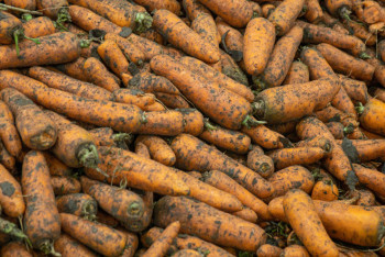 Фотография к новости: Нехватка холодильников и конкуренция из России: как Павлодарская область теряет миллионы на моркови