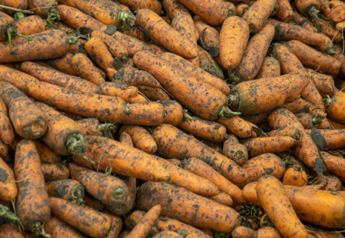 Фотография к новости: Нехватка холодильников и конкуренция из России: как Павлодарская область теряет миллионы на моркови