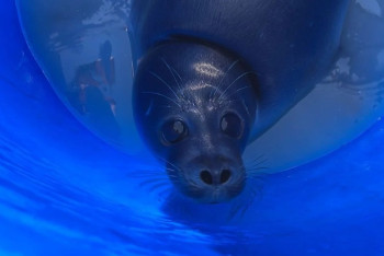 Заблудившийся тюлень спасен в Мангистау за десятки километров от Каспия