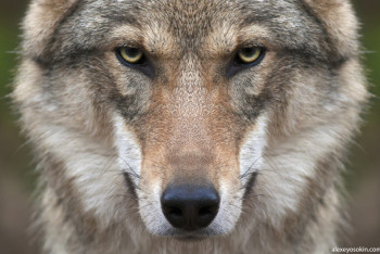 Фотография к новости: Казахстанцам разрешили охотиться на волков