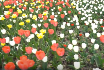 Свыше миллиона тюльпанов расцвели в Шымкенте