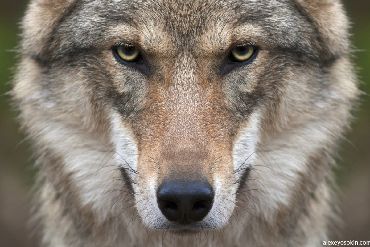 Казахстанцам разрешили охотиться на волков