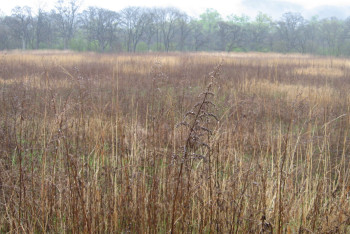 Фотография к новости: 10 тысяч гектаров неиспользуемой земли вернули государству в Акмолинской области