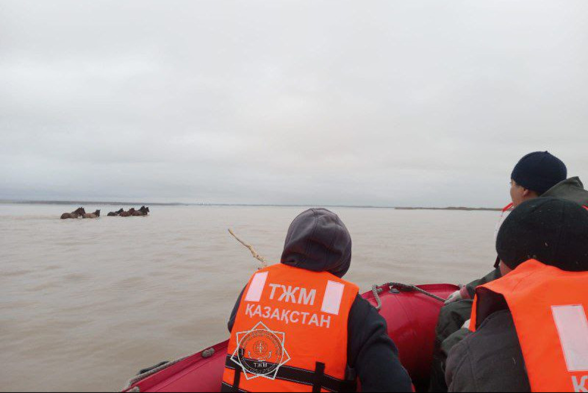 Паводки в Акмолинской области унесли лошадей