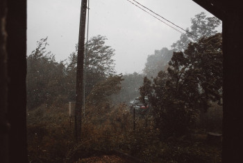 Дерево насмерть придавило мужчину в Алматинской области