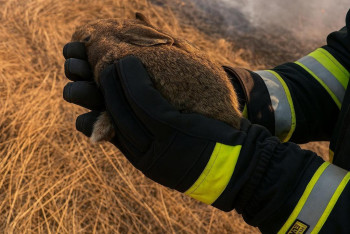 В Казахстане призывают не жечь траву, чтобы не уничтожить первых зайчат