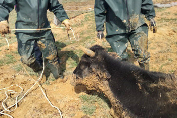 Фотография к новости: Скот спасли из грязи в Актюбинской области