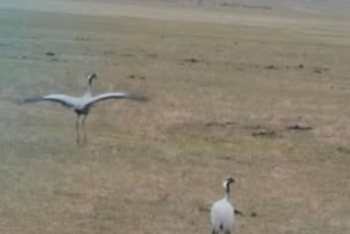 Фотография к новости: Редкую птицу заметили в нацпарке Алматы