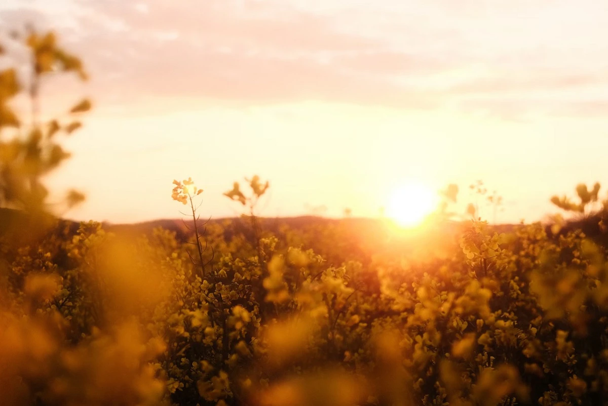 Unsplash