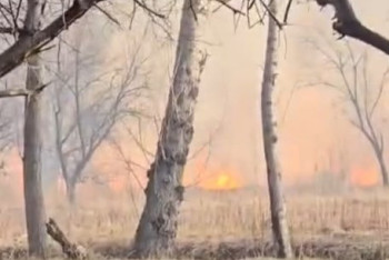 Фотография к новости: Пожар в берёзовой роще за Усольским мостом ликвидировали в Павлодаре