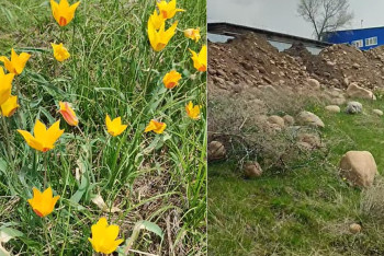 Фотография к новости: "Хочется плакать": Поле с краснокнижными тюльпанами засыпали грунтом в Талгаре