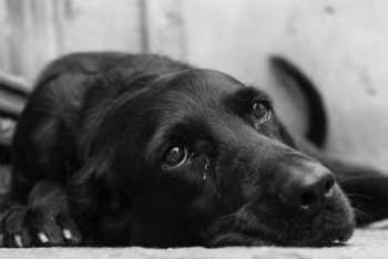 Фотография к новости: Полиция Семея ищет садистов, убивших пса