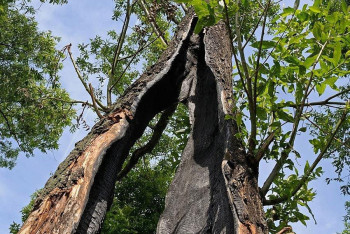 Фотография к новости: Продажа сгоревших деревьев: Министр экологии объяснил, куда пойдут средства
