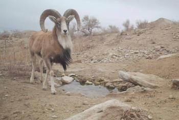 Фотография к новости: Фотоловушка сняла уриалов на водопое в заповеднике