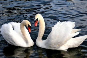 Фотография к новости: Видео лебедей растрогало казахстанцев