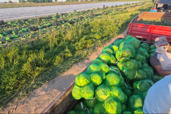Фотография к новости: "Вода не подвела": Аграрии Туркестанской области собрали первый урожай капусты