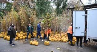 Где будут раздавать бесплатные саженцы в Алматы
