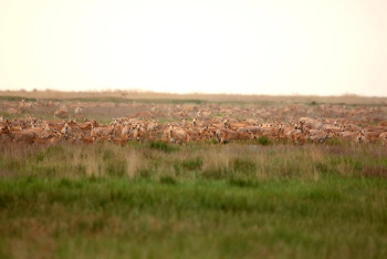 Сайгакам помогли безопасно перейти дорогу в области Улытау