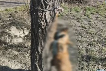 Пенсионерка оказалась живодёром, повесившим собаку в Семее