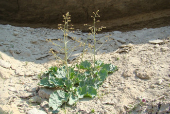 Фотография к новости: Учёные нашли исчезающее растение в казахстанском заповеднике