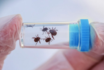 Фотография к новости: 40 тысяч доз вакцины и 70 литров иммуноглобулина: в Казахстане готовятся к атаке клещей