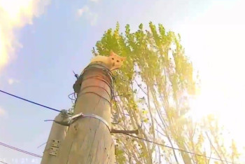 Фотография к новости: Для нас важна каждая жизнь: эпичное спасение коровы и кота показали в МЧС