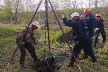 Фотография к новости: Спасатели подняли из колодца телёнка весом в два центнера в Усть-Каменогорске