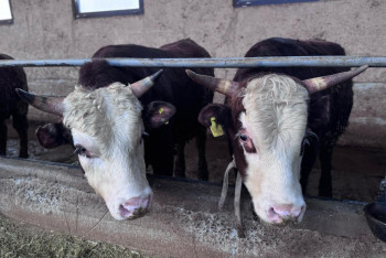 Фотография к новости: В Казахстане вводится лимит на экспорт скота