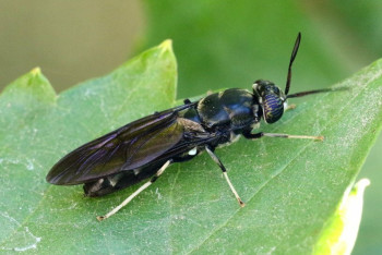 Как личинки южноамериканской мухи используют в переработке отходов в Казахстане